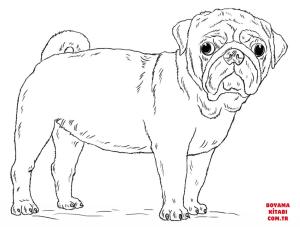 Köpek boyama sayfası, Dog coloring page, , dogs cute pug dog 