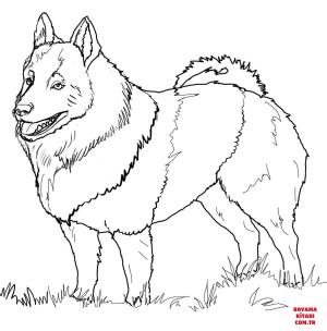 Köpek boyama sayfası, Dog coloring page, , dogs schipperke 