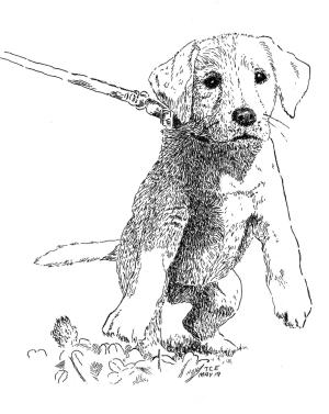 Köpek boyama sayfası, Dog coloring page, , dogs puppy 