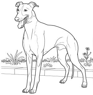 Köpek boyama sayfası, Dog coloring page, , dogs italian greyhound 