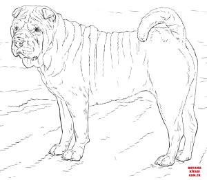 Köpek boyama sayfası, Dog coloring page, , dogs shar pei dog 