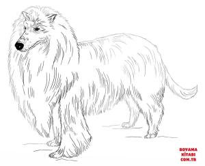 Köpek boyama sayfası, Dog coloring page, , dogs long haired collie 