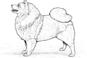 Köpek boyama sayfası, Dog coloring page, , dogs keeshond 