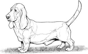 Köpek boyama sayfası, Dog coloring page, , dogs bassett hound dog 