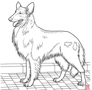 Köpek boyama sayfası, Dog coloring page, , dogs rough collie 