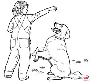 Köpek boyama sayfası, Dog coloring page, , dogs labrador retriever 