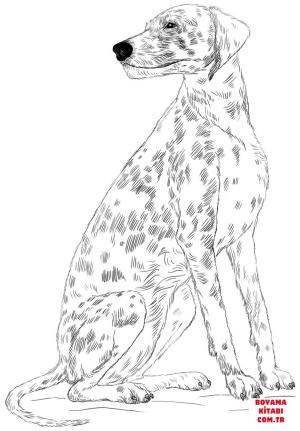 Köpek boyama sayfası, Dog coloring page, , dogs dalmatian dog 