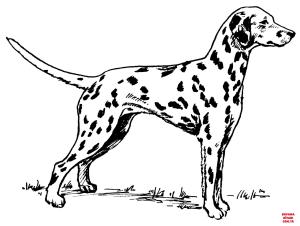 Köpek boyama sayfası, Dog coloring page, , dogs dalmatian 