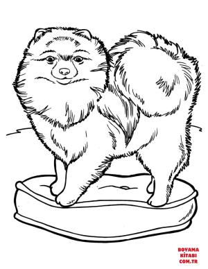 Köpek boyama sayfası, Dog coloring page, , dogs chow chow dog 
