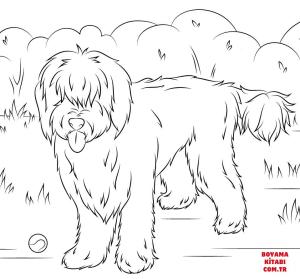 Köpek boyama sayfası, Dog coloring page, , dogs australian labradoodle 