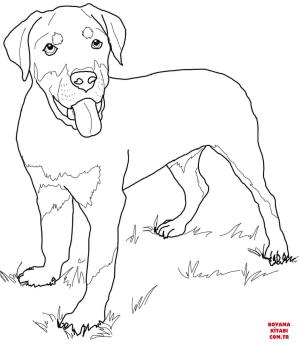 Köpek boyama sayfası, Dog coloring page, , dogs rottweiler puppy 