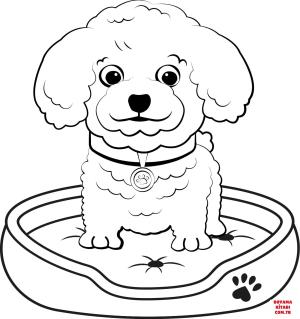 Köpek boyama sayfası, Dog coloring page, , dogs poodle puppy 