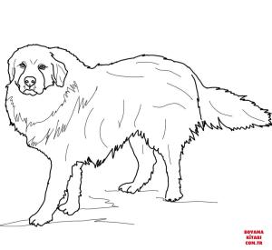 Köpek boyama sayfası, Dog coloring page, , dogs great pyrenees 