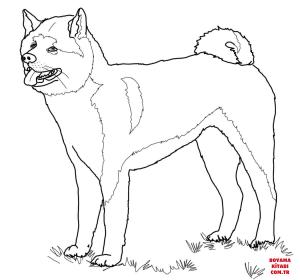 Köpek boyama sayfası, Dog coloring page, , dogs american akita 
