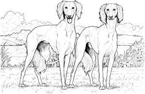 Köpek boyama sayfası, Dog coloring page, , dogs saluki 