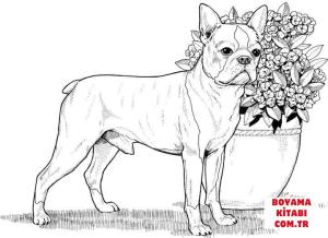 Köpek boyama sayfası, Dog coloring page, , dogs boston terrier 