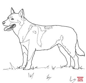 Köpek boyama sayfası, Dog coloring page, , dogs australian cattle dog 