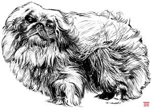 Köpek boyama sayfası, Dog coloring page, , dogs pekingese 