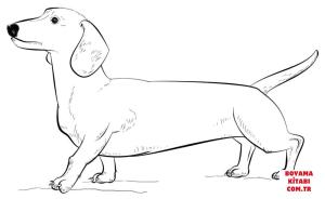Köpek boyama sayfası, Dog coloring page, , dogs dachshund dog 