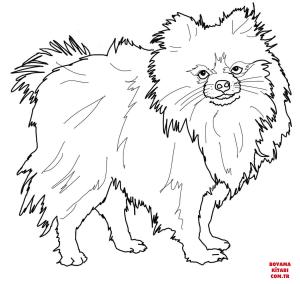 Köpek boyama sayfası, Dog coloring page, , dogs pomeranian dog 