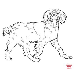 Köpek boyama sayfası, Dog coloring page, , dogs brittany spaniel 