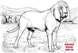 Köpek boyama sayfası, Dog coloring page, , dogs bloodhound dog 