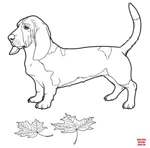 Köpek boyama sayfası, Dog coloring page, , dogs basset hound 