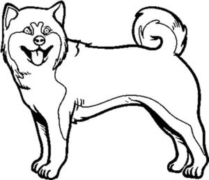 Köpek boyama sayfası, Dog coloring page, Amerikan Akita Köpeğini Çiz, 