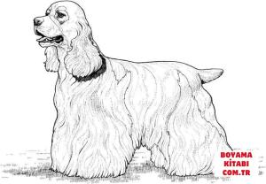Köpek boyama sayfası, Dog coloring page, , dogs cocker spaniel 