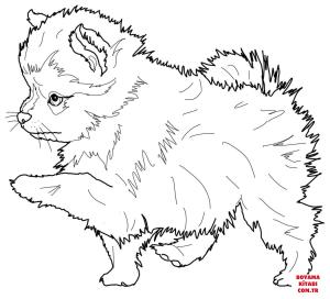 Köpek boyama sayfası, Dog coloring page, , dogs pomeranian puppy 