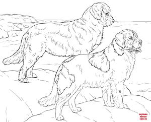 Köpek boyama sayfası, Dog coloring page, , dogs newfoundland dogs 