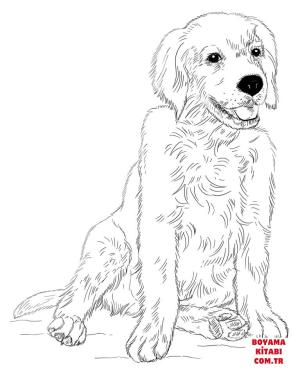 Köpek boyama sayfası, Dog coloring page, , dogs golden retriever puppy 