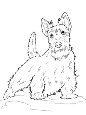 Köpek boyama sayfası, Dog coloring page, İskoç Teriyeri çiz, 