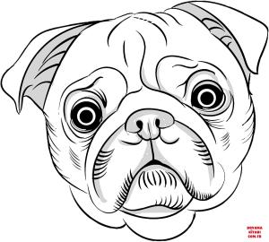 Köpek boyama sayfası, Dog coloring page, , dogs pug#039;s portrait 