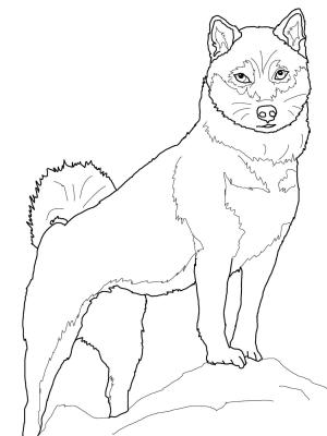 Köpek boyama sayfası, Dog coloring page, , dogs shiba inu 