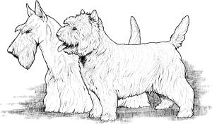 Köpek boyama sayfası, Dog coloring page, , dogs scottish and west highland terriers 