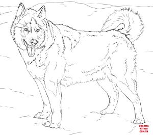 Köpek boyama sayfası, Dog coloring page, , dogs alaskan husky 