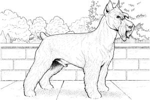 Köpek boyama sayfası, Dog coloring page, , dogs schnauzer terrier 