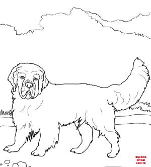 Köpek boyama sayfası, Dog coloring page, , dogs clumber spaniel 