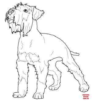 Köpek boyama sayfası, Dog coloring page, , dogs miniature schnauzer 