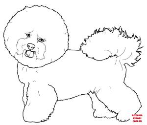 Köpek boyama sayfası, Dog coloring page, , dogs bichon frise 