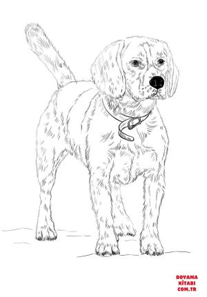 Köpek boyama sayfası, Dog coloring page, , dogs beagle 