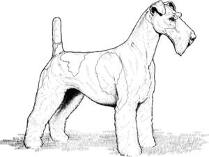 Köpek boyama sayfası, Dog coloring page, Tel Çekmeli Fox Terrier, 