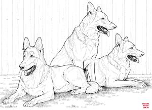 Köpek boyama sayfası, Dog coloring page, , dogs german shepherd dogs 