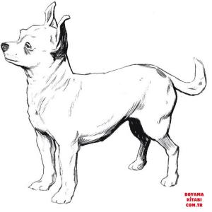 Köpek boyama sayfası, Dog coloring page, , dogs chihuahua 