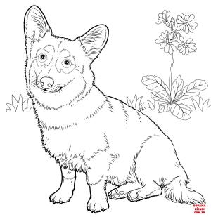 Köpek boyama sayfası, Dog coloring page, , dogs pembroke welsh corgi 