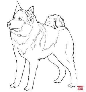 Köpek boyama sayfası, Dog coloring page, , dogs norwegian elkhound 