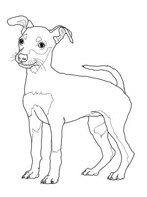 Köpek boyama sayfası, Dog coloring page, , dogs miniature pinscher puppy 