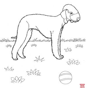 Köpek boyama sayfası, Dog coloring page, , dogs bedlington terrier 