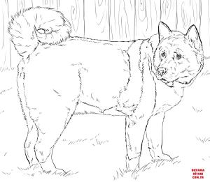 Köpek boyama sayfası, Dog coloring page, , dogs american akita 
